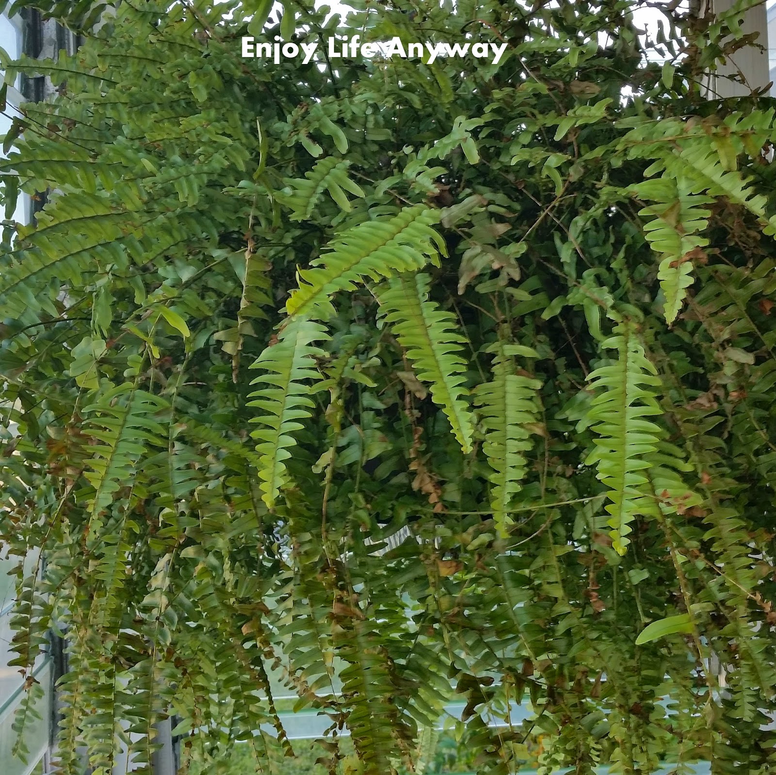 Enjoy Life Anyway DIY Quick Drip Pan for Hanging Plants