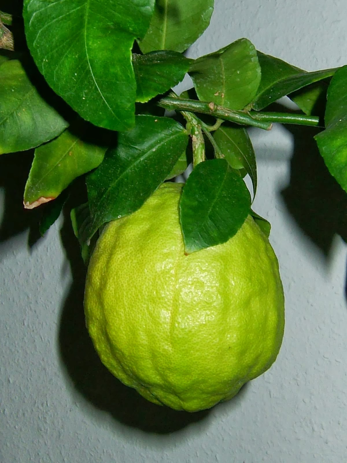 LA ETNOBOTÁNICA, ESA CIENCIA INTERDISCIPLINAR "MANZANAS DE LA MEDIA