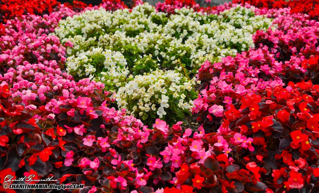charithmania flowers nuwara eliya charithmania flowers nuwara eliya