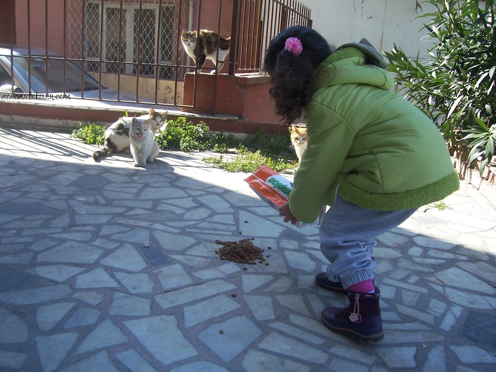 Afacan İkizlerim&hellip;.07032008 sokak kedileri