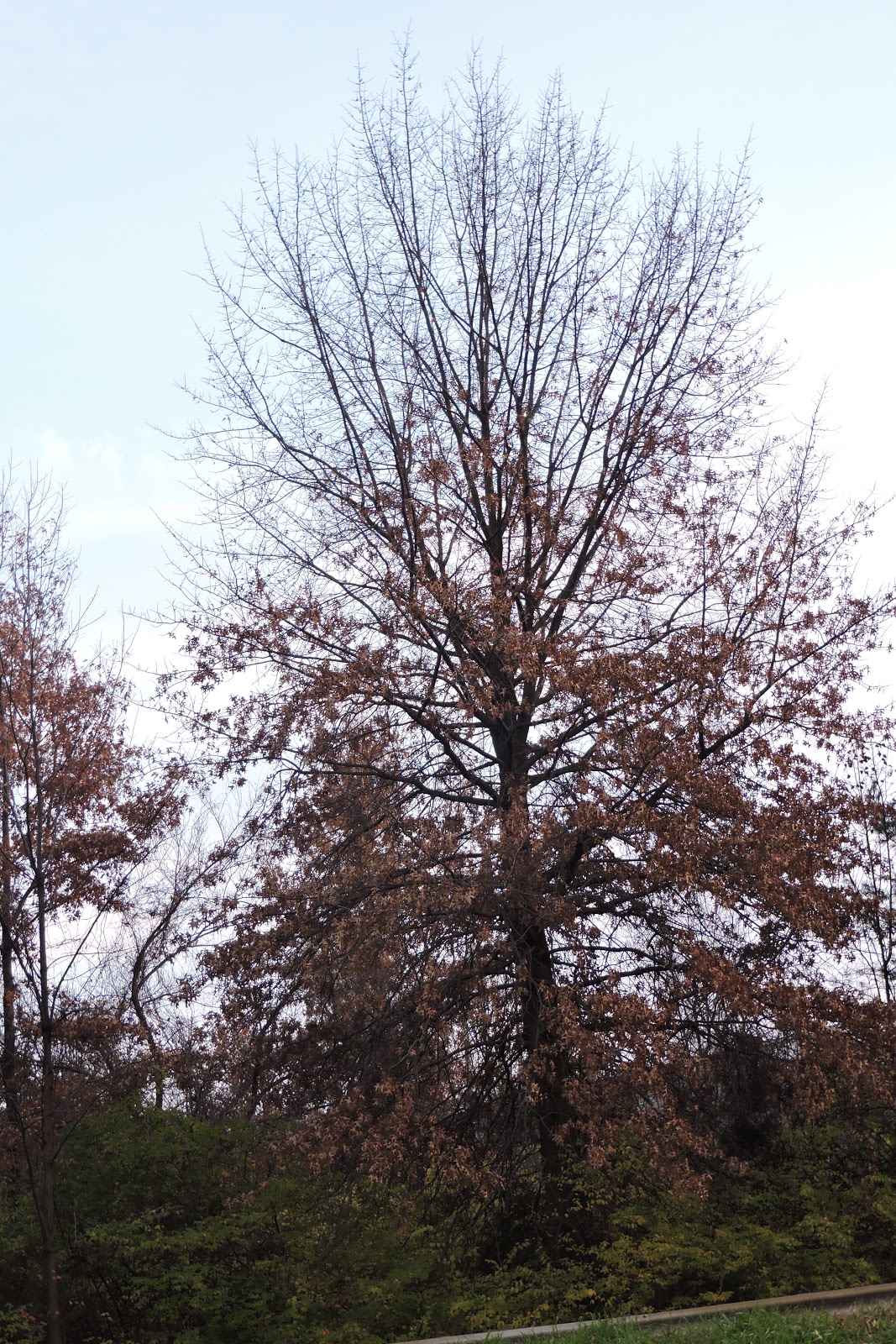 Capital Naturalist by Alonso Abugattas Marcescence and the Legend of