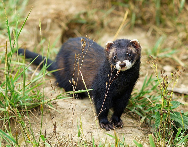 All Animals: African Polecat,Profile,Latest News,Photos