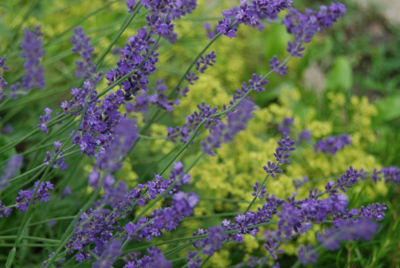 Wife, Mother, Gardener How to Plant/Transplant Lavender in a Wet