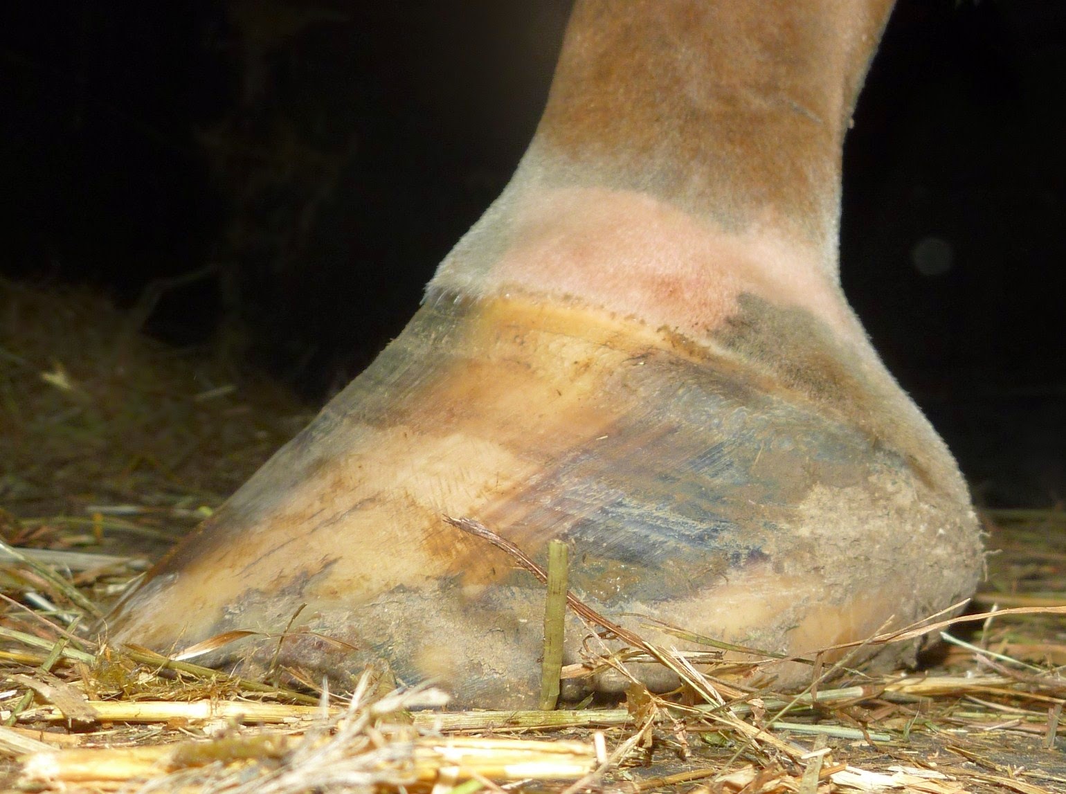 Barefoot Horse Blog Long toes a change in perspective