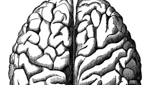 Brain Jack Image: Brain Hemispheres