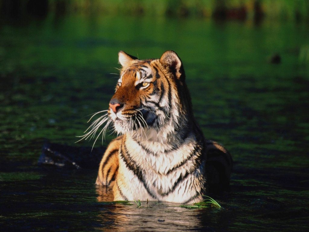 Wild Cats Wallpapers Set 1 Images Artists Wild Cats Wallpapers Set 1 Images Artists