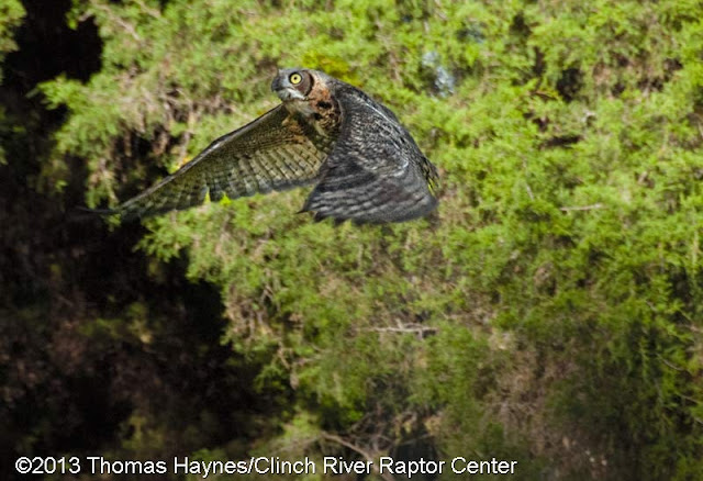great horned owl from CRRC released back into the wild, thomas haynes photo great horned owl from CRRC released back into the wild, thomas haynes photo