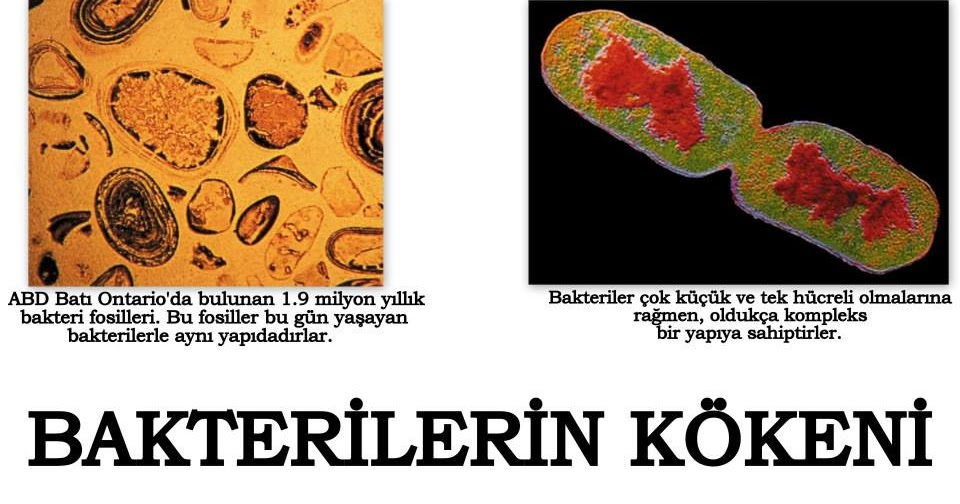 EVRiM ALDATMACASI BAKTERİLERİN KÖKENİ EVRiM ALDATMACASI BAKTERİLERİN KÖKENİ