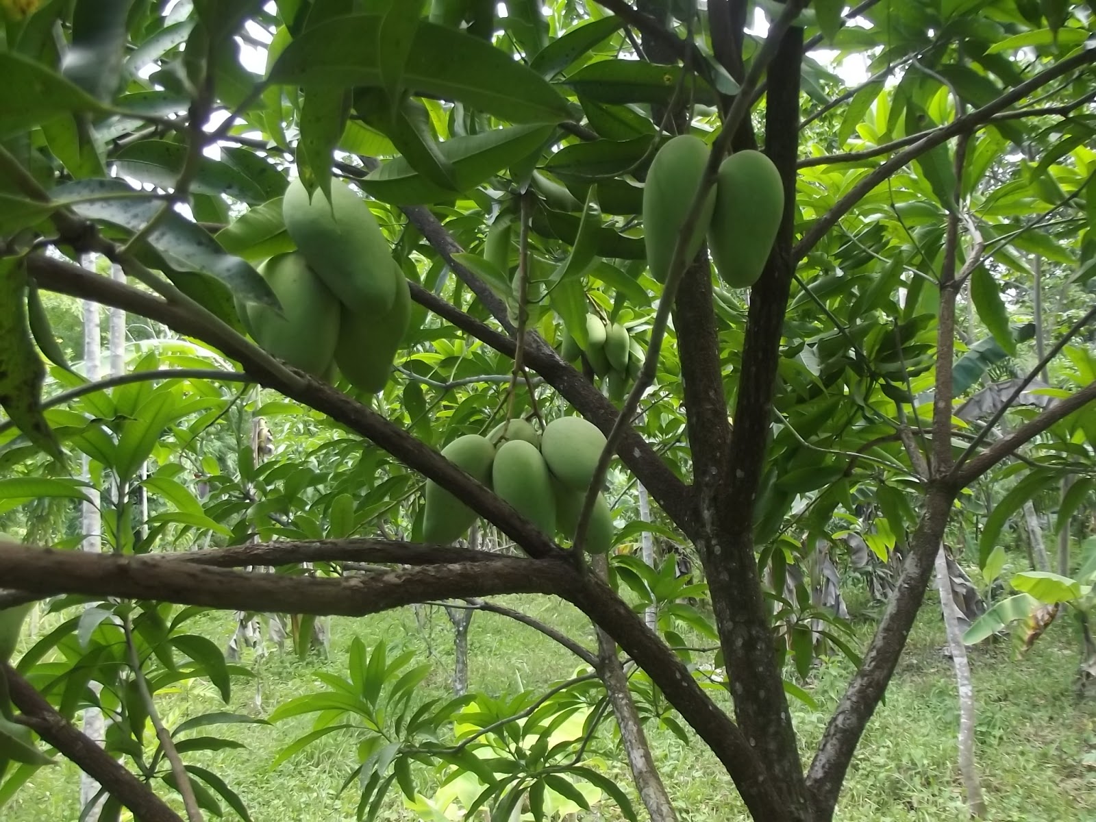 Thede Connection HAITI New Mango