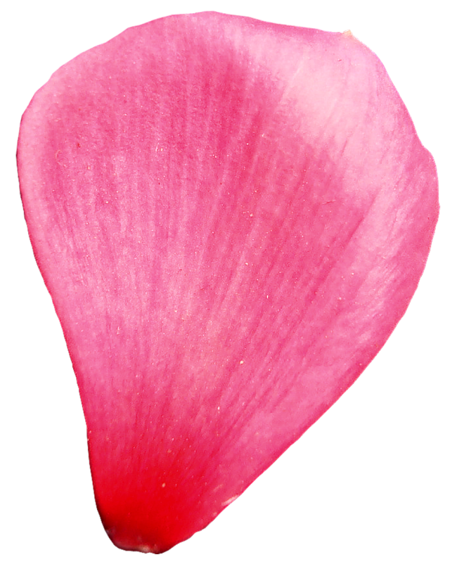 Flower petals