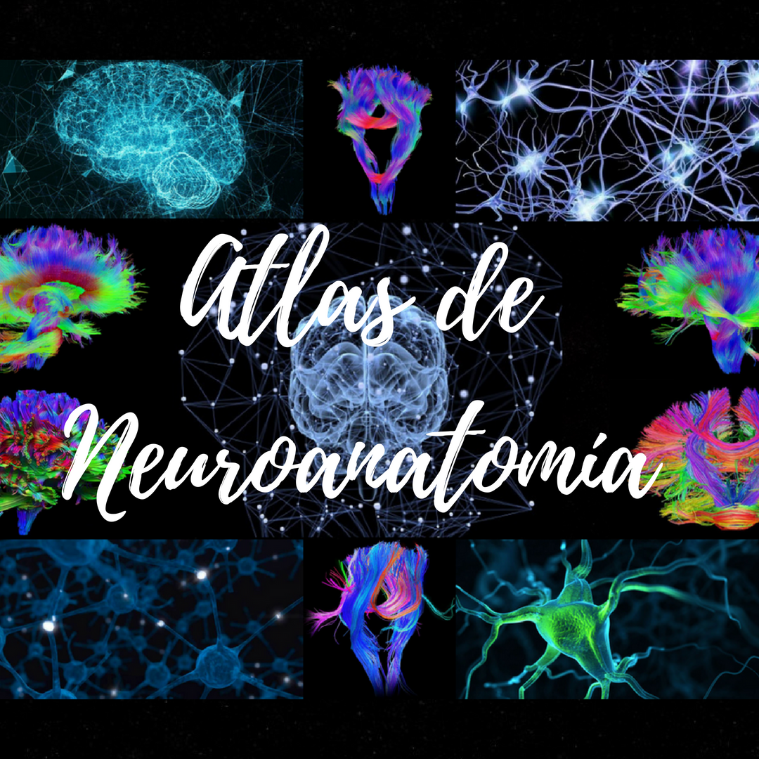 Atlas de neuroanatomía
