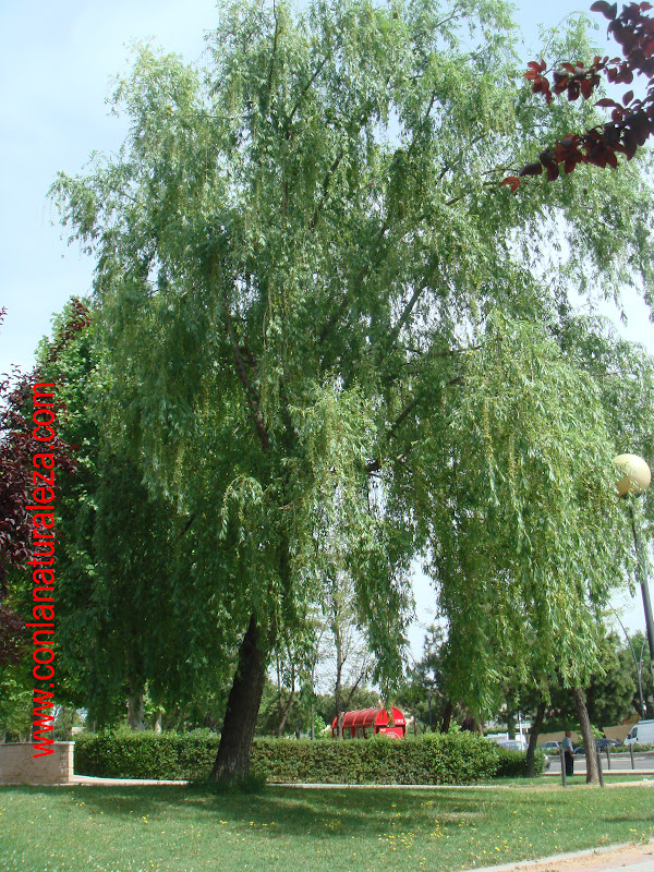 Flora urbana de Getafe Sauce llorón