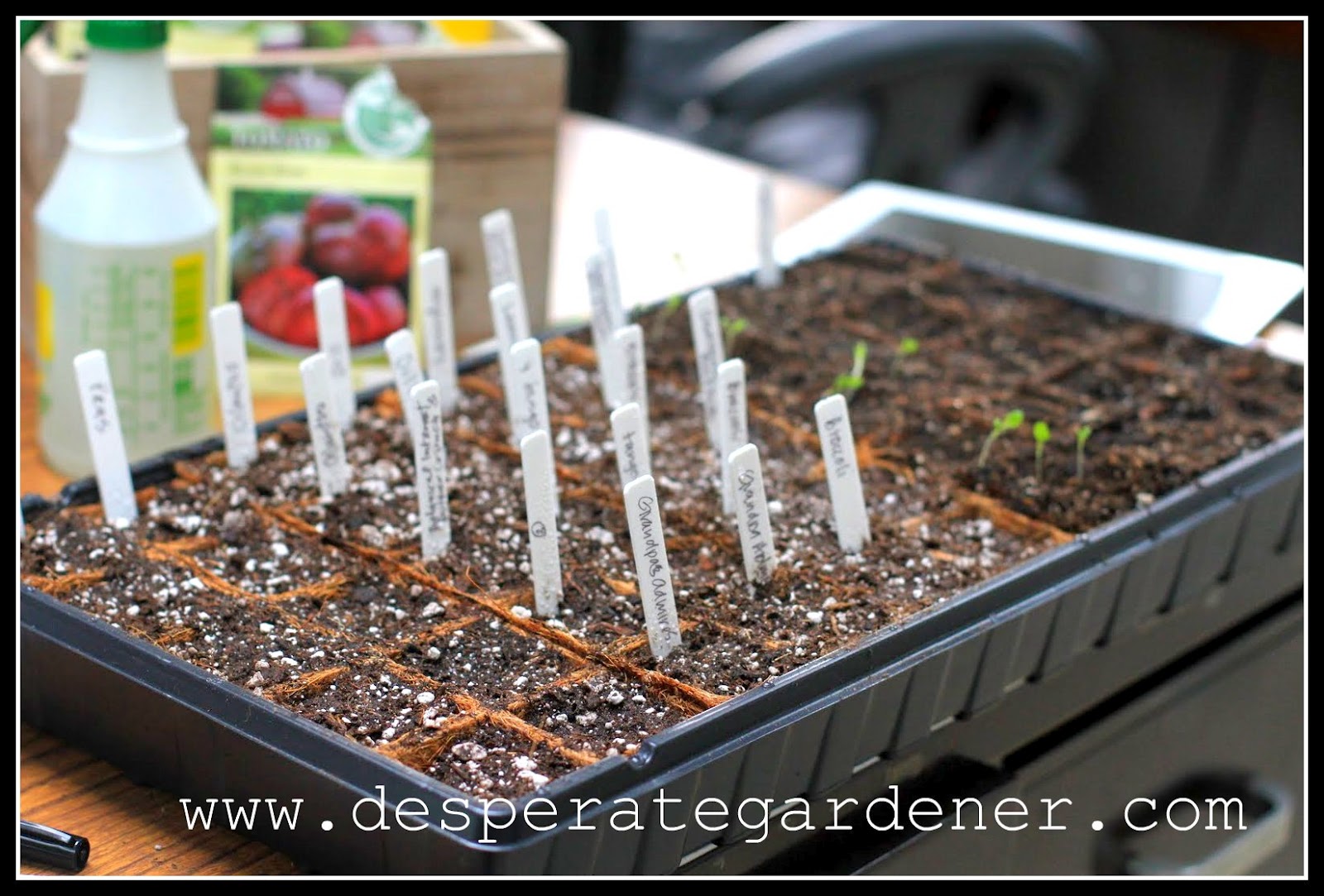 Desperate Gardener Starting Seeds