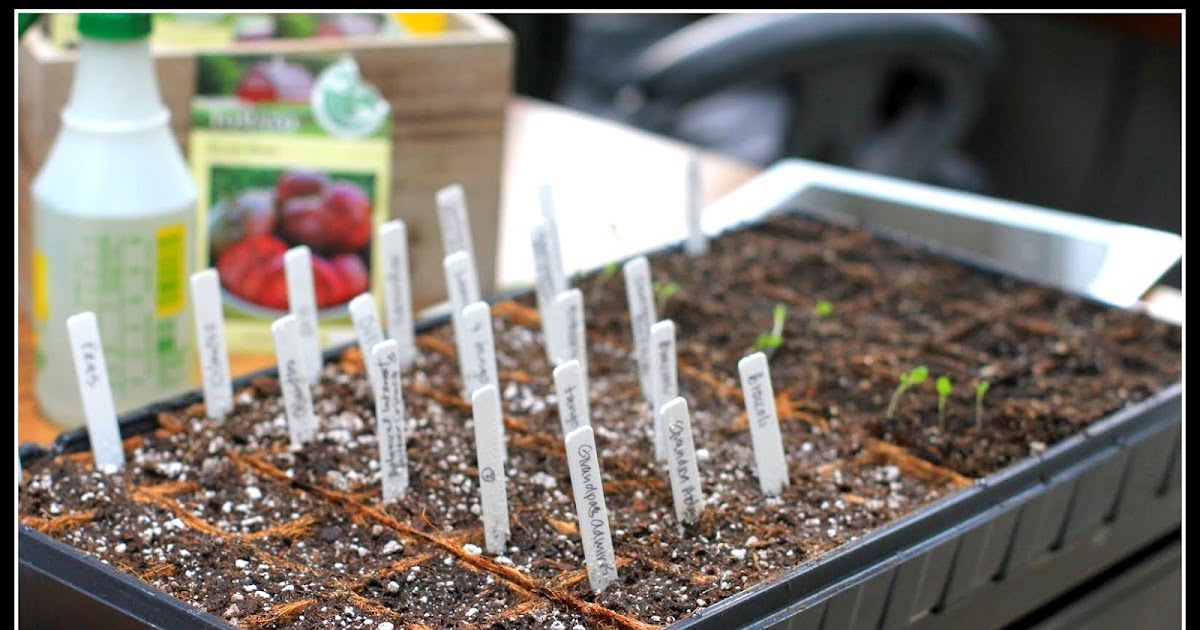 Desperate Gardener Starting Seeds