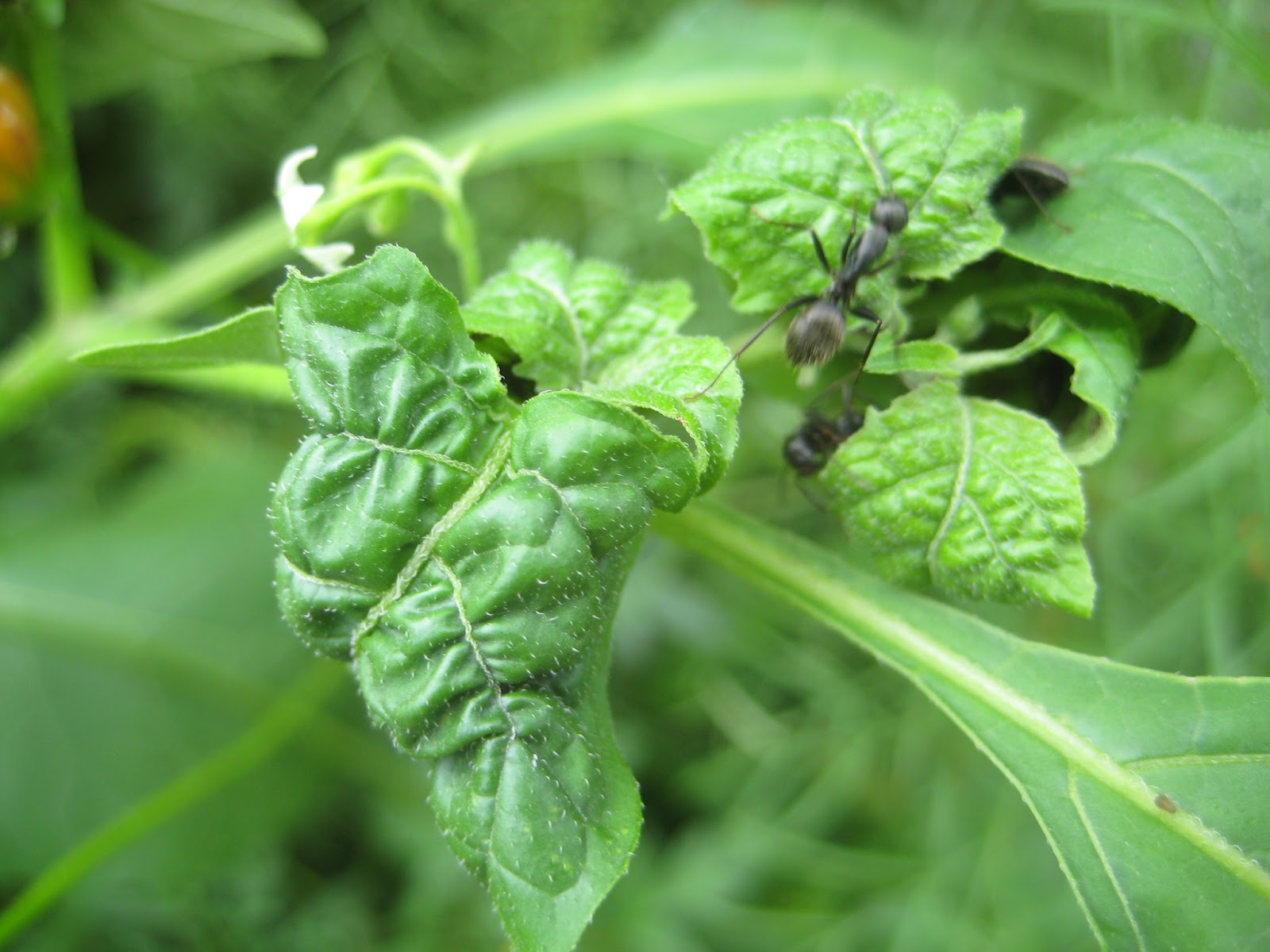 Plaintalker II Ant/Aphid Mutualism Plaintalker II Ant/Aphid Mutualism
