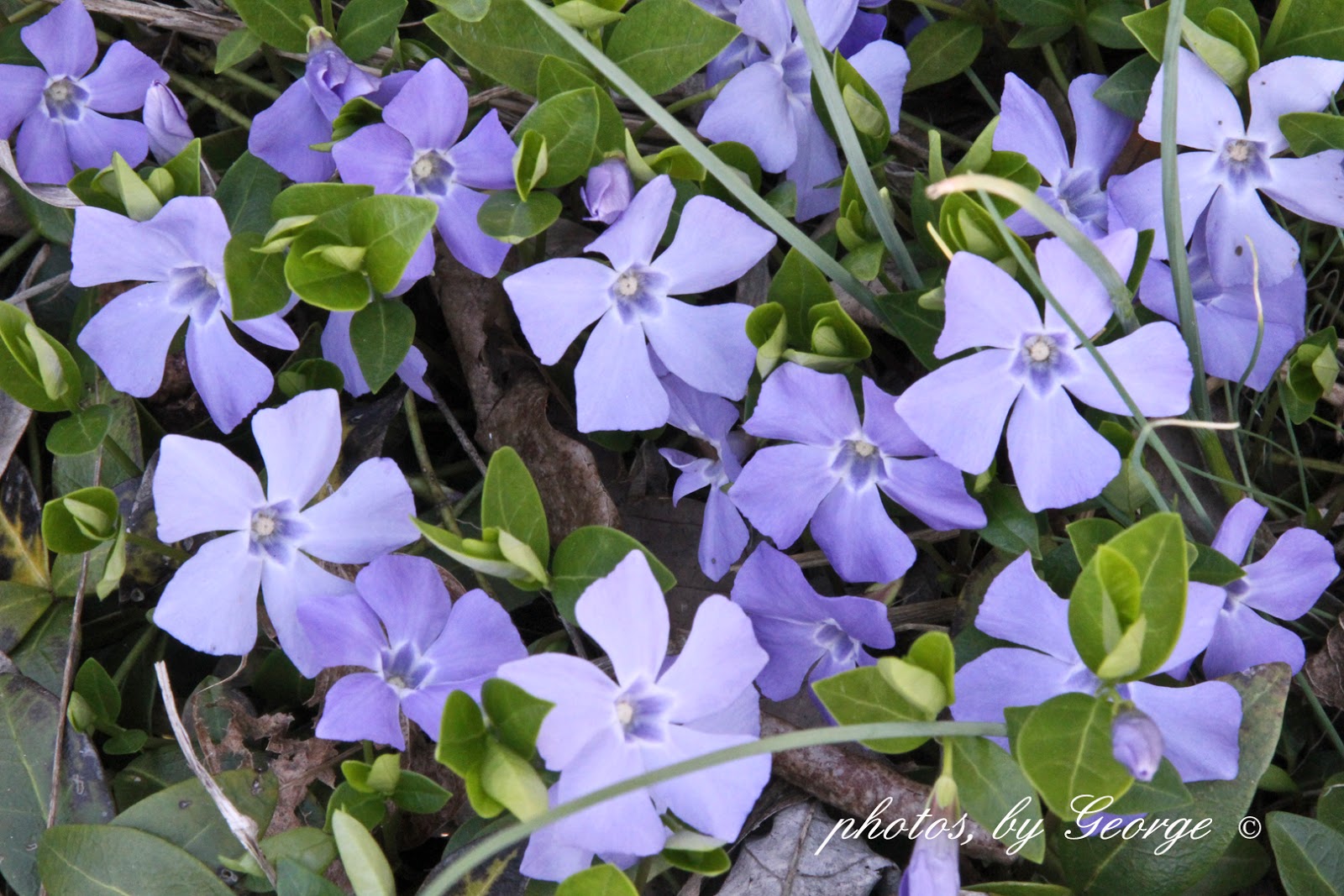 "What's Blooming Now" March 2015