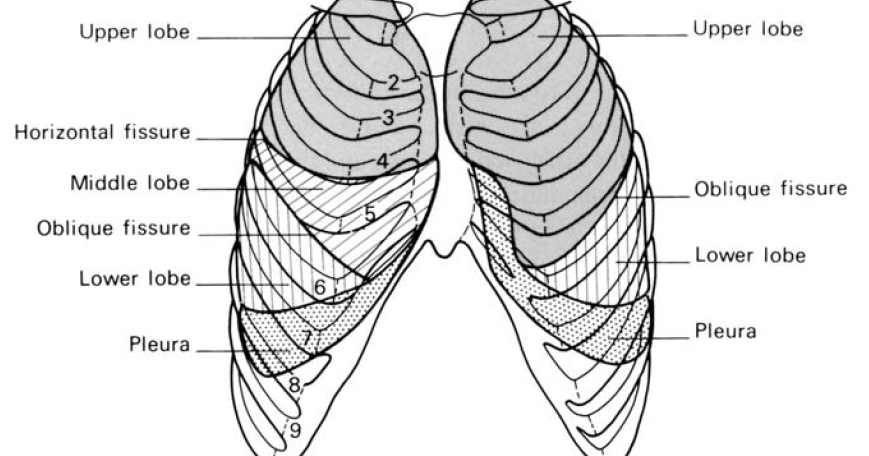 Understanding the Clinical Guide to Anatomy: Surface markings of the