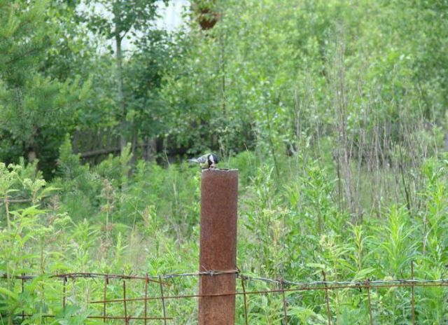A bird nests inside old fence post, baby birds, bird nest