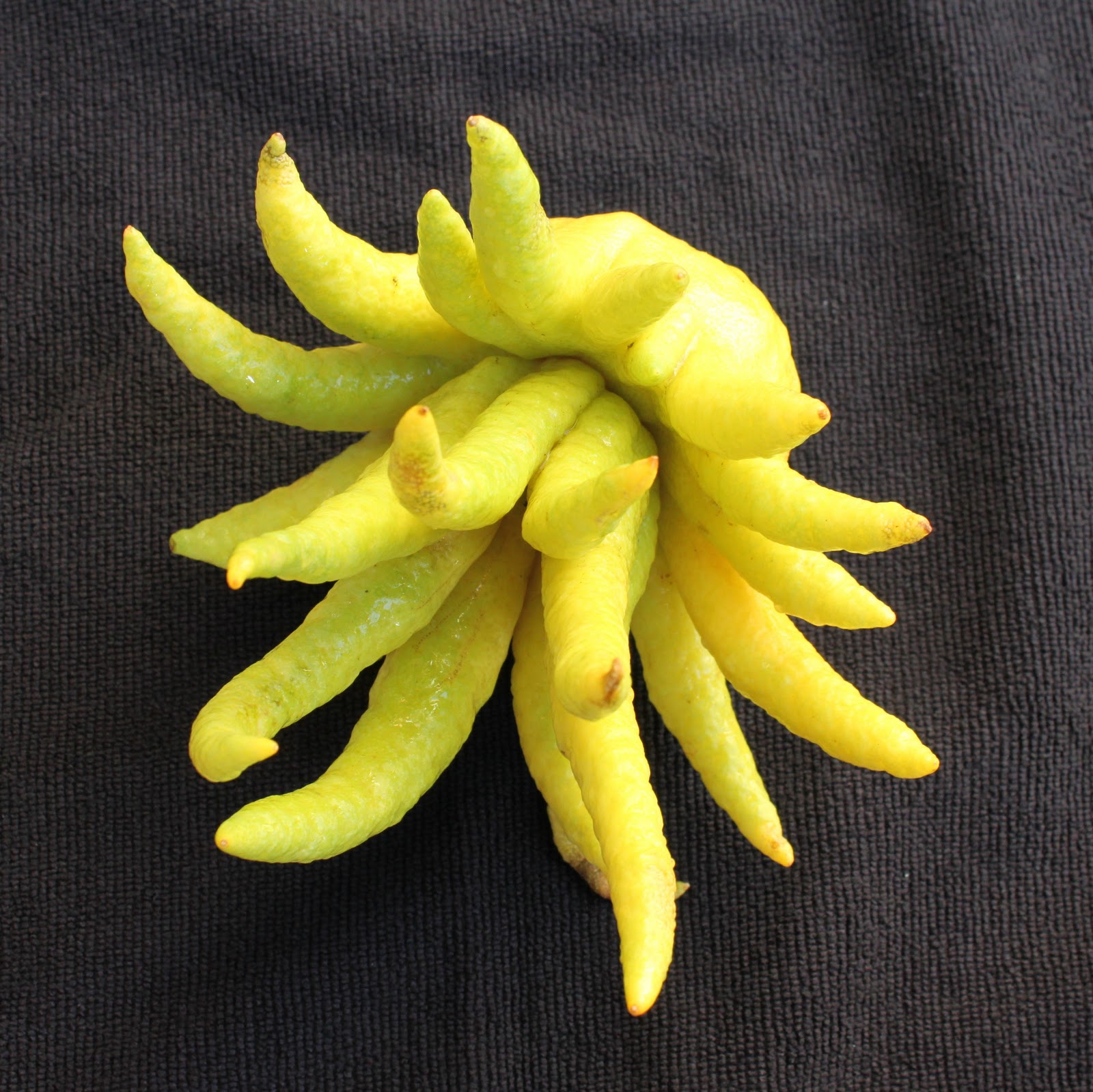 Buddha's Hand infused vodka