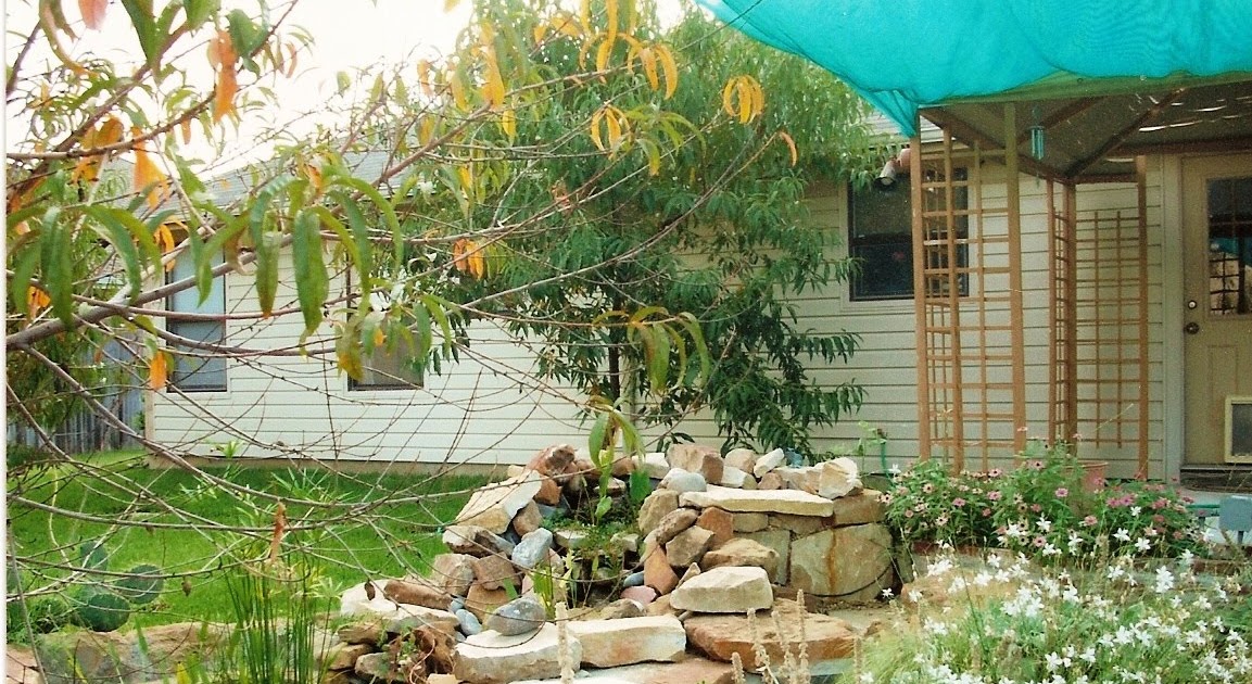 A Casa: A gardening and lifestyle blog: Water Gardening: 6 Reasons to
