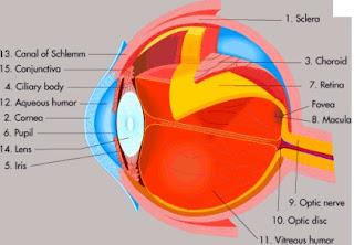 bagian-bagian mata dan fungsinya