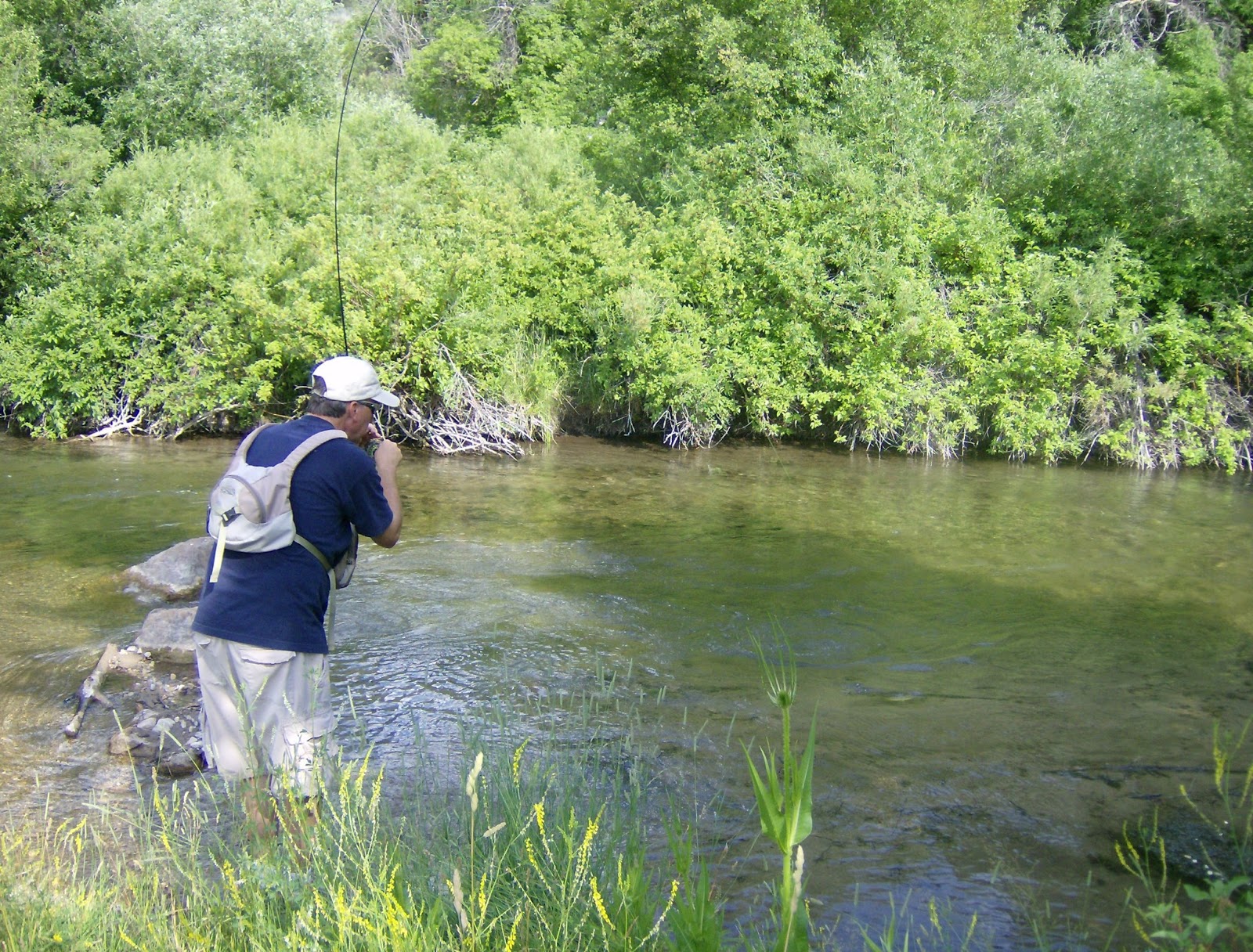 OUT THERE! Blacksmith Fork River Browns Have ButterYellow Bellies