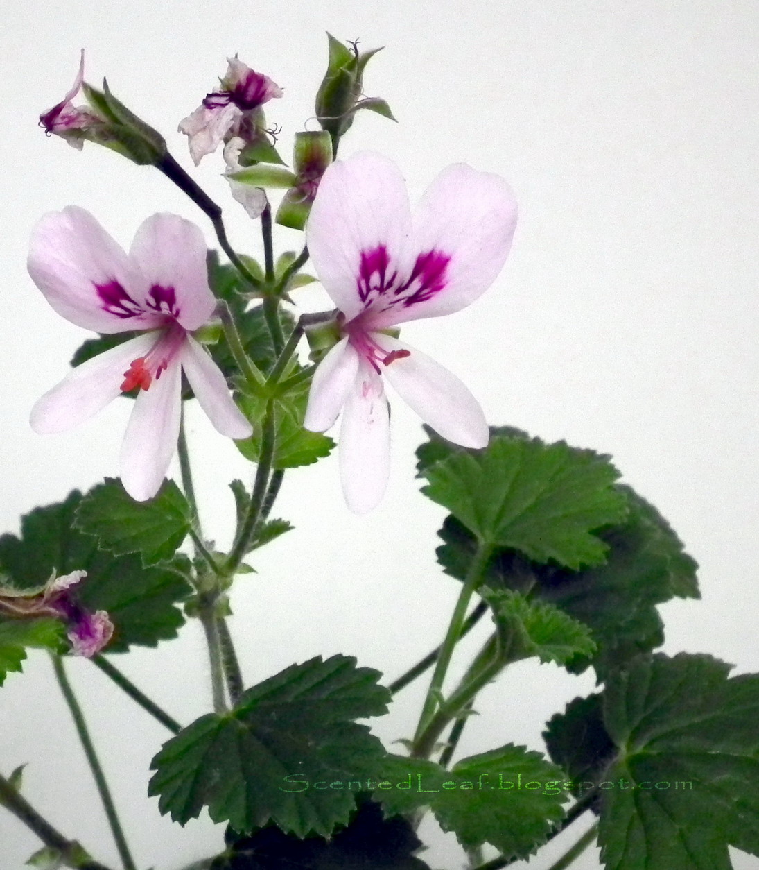 Scented Leaf Scented bonsai Marie Thomas