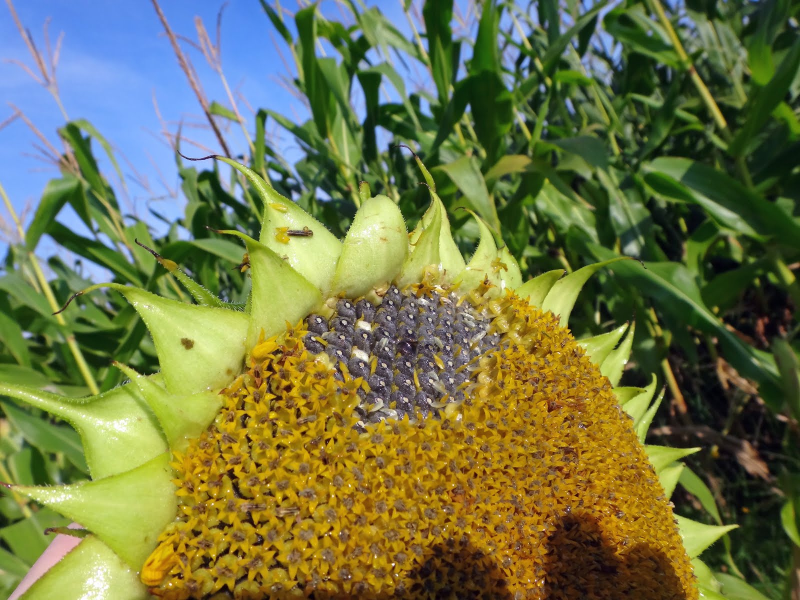 Boucher Family Farm Project Sunflower We have seeds!