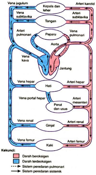 Miettha S Blog Sistem Peredaran Darah Pada Manusia