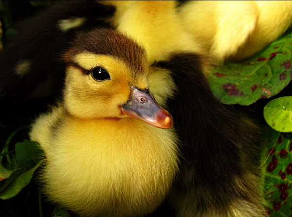 Latest Funny Pictures: Cute Ducklings Wallpapers For Desktop
