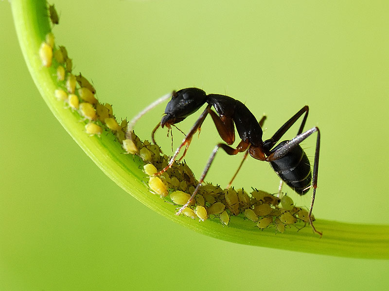 Galveston Gardening It’s aphid season again…
