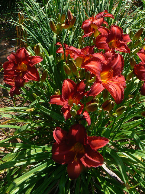 A Rose In The Garden Photo Of The Day Viburnum X Juddii