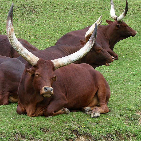 Ankole-Watusi cattle is known for its long and large horn. Here are some Ankole cattle pictures., Ankole cattle pictures, long horned cattle, large horned cattle, watusi cattle pictures, ankole cows