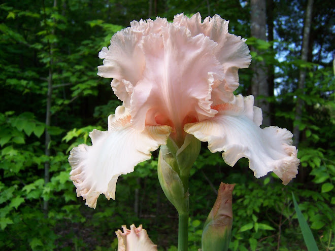 My Beverly Sills Iris 2011