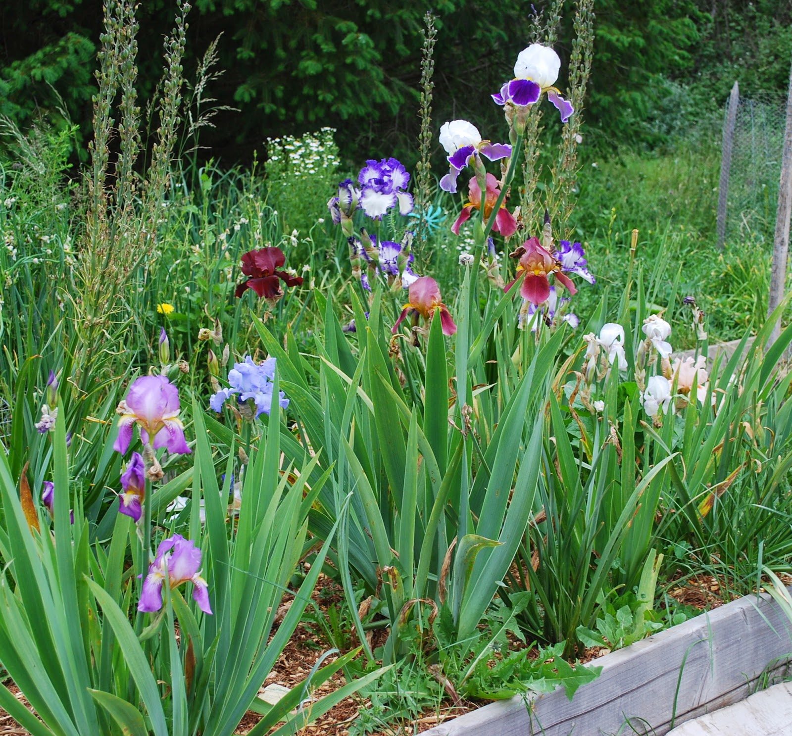 Growing Greener in the Pacific Northwest Bearded Irises. 5.19.15