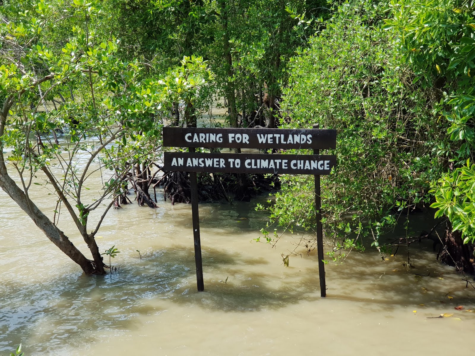 Mangrove conservation