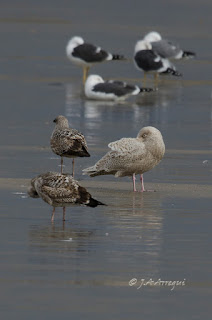 Gavión hiperbóreo, Larus hyperboreus, Glaucous Gull