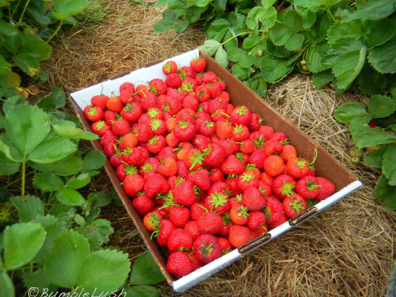 Strawberry Obsession