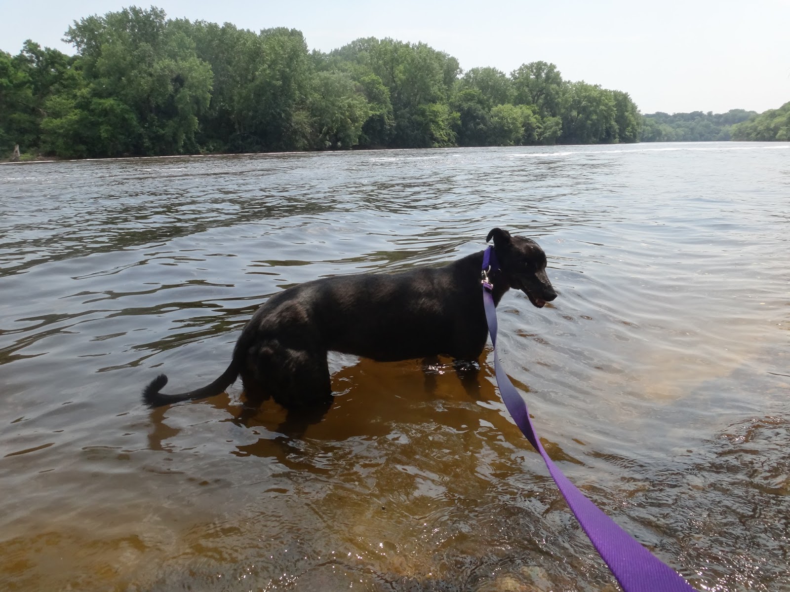 Northern Lights Greyhound Adoption Dog Blog NLGA Photo Roundup Task