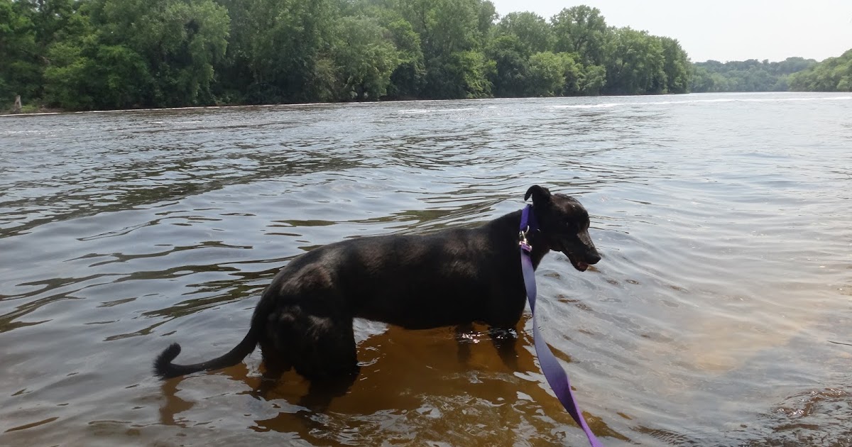 Northern Lights Greyhound Adoption Dog Blog NLGA Photo Roundup Task