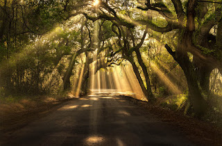 Sun Shining Through Trees
