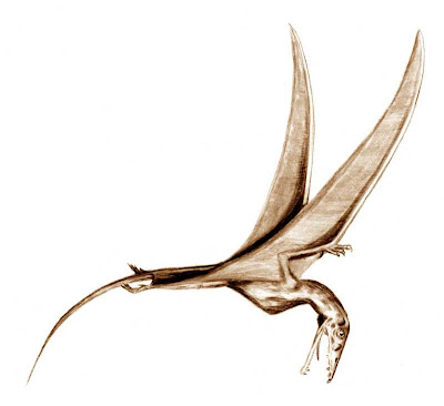 Eudimorphodon