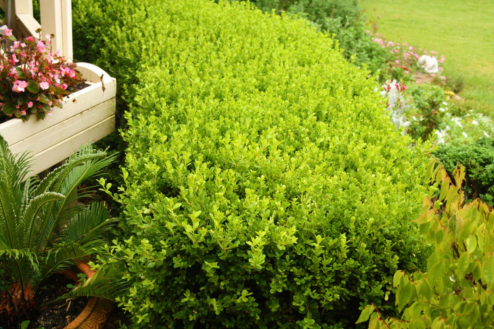 Japanese Box Hedge Large