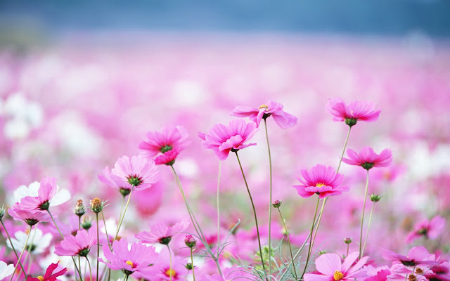 Lovely Pink Flowers Lovely Pink Flowers