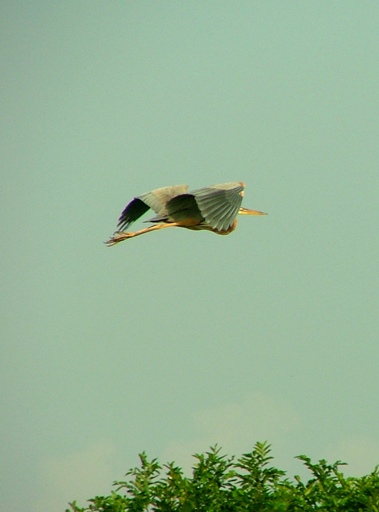 Roshographs: Attidiya Bird Sanctuary Sri Lanka