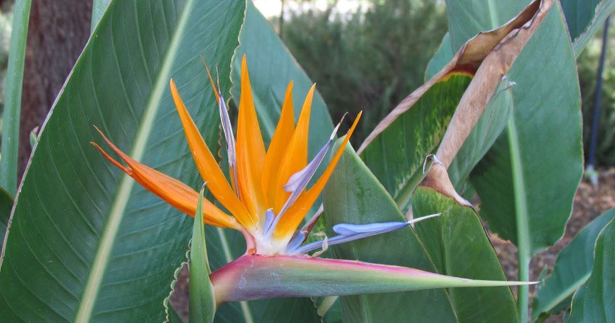 Edible Herbs, Flowers & Other Edibles Grow Your Own Dinner! Bird of