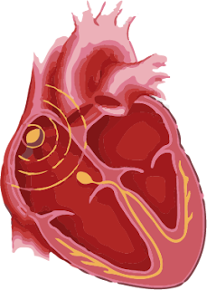 Bradycardia symptoms