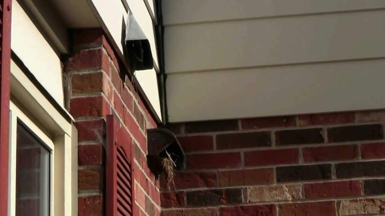 Bird In Everything Birds In Exhaust Vent