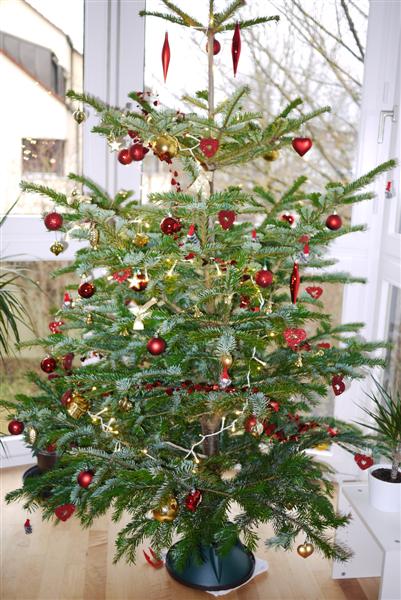 KONTROLLÜ ÇILGINLIKLAR: Kanlı canlı yılbaşı ağacı