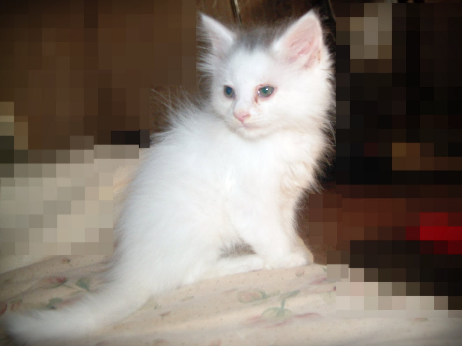 Blog About Cats Cat Pink Eye